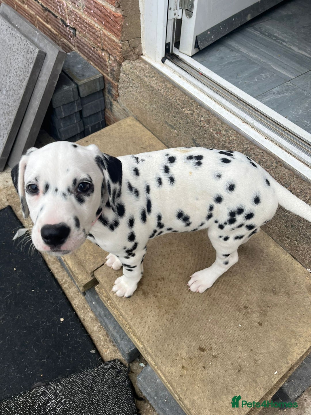 Dalmatian dogs for sale: Dalmatian puppies for sale  - Image 12