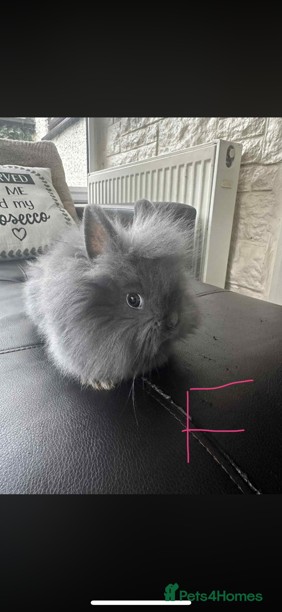 Lionhead rabbits for sale: 3x gorgeous lionhead bunnies - Advert 3