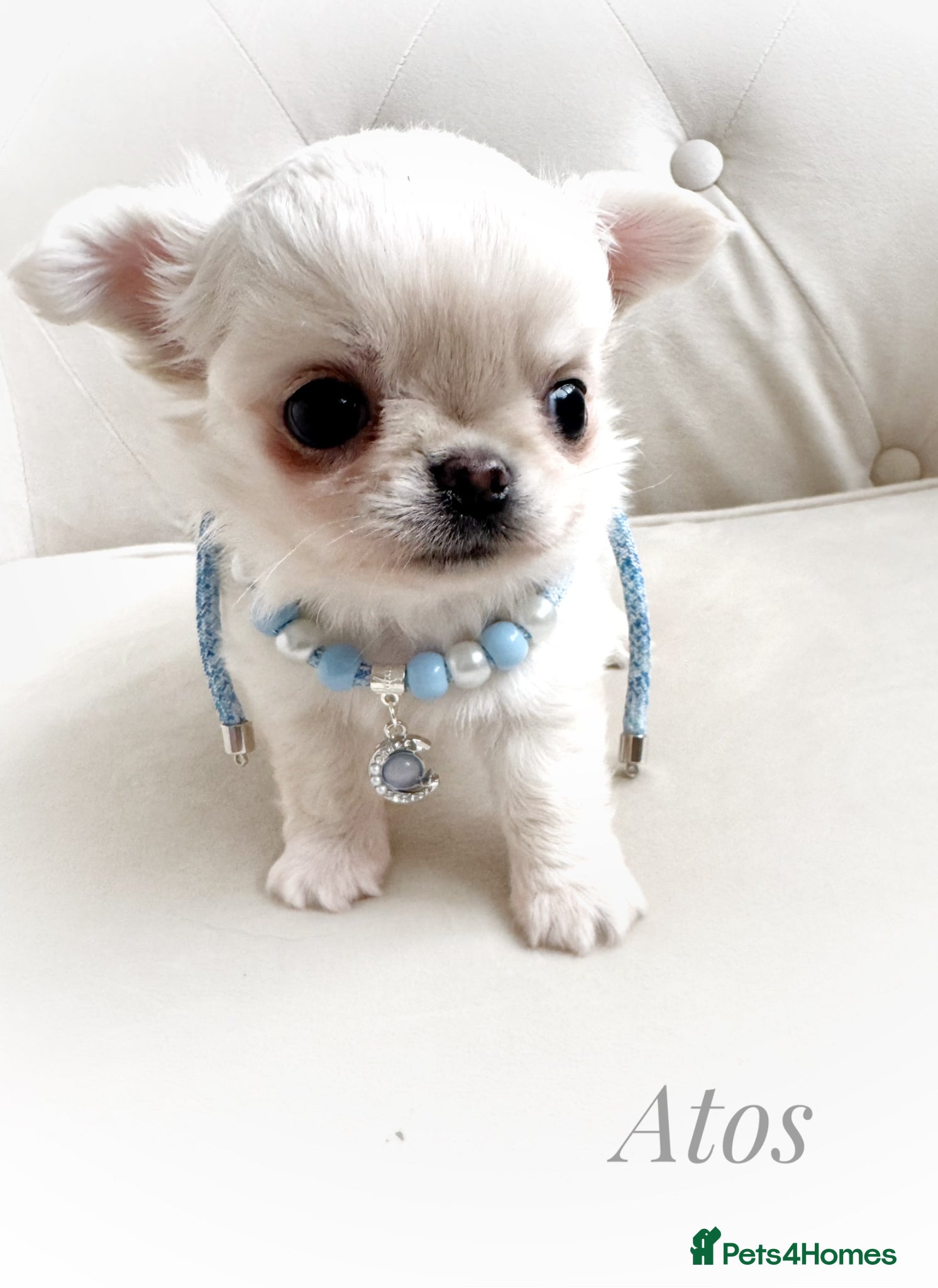 Chihuahua dogs KC quality chihuahua puppies LC Show line  - Advert 2