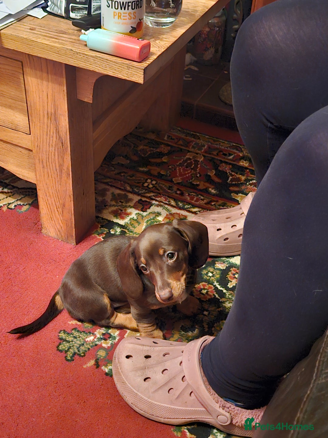 Miniature Dachshund dogs for sale: miniature dachshund puppies  - Advert 5