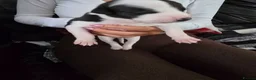 Whippet dogs for sale: Whippet  in Wakefield - Advert 3