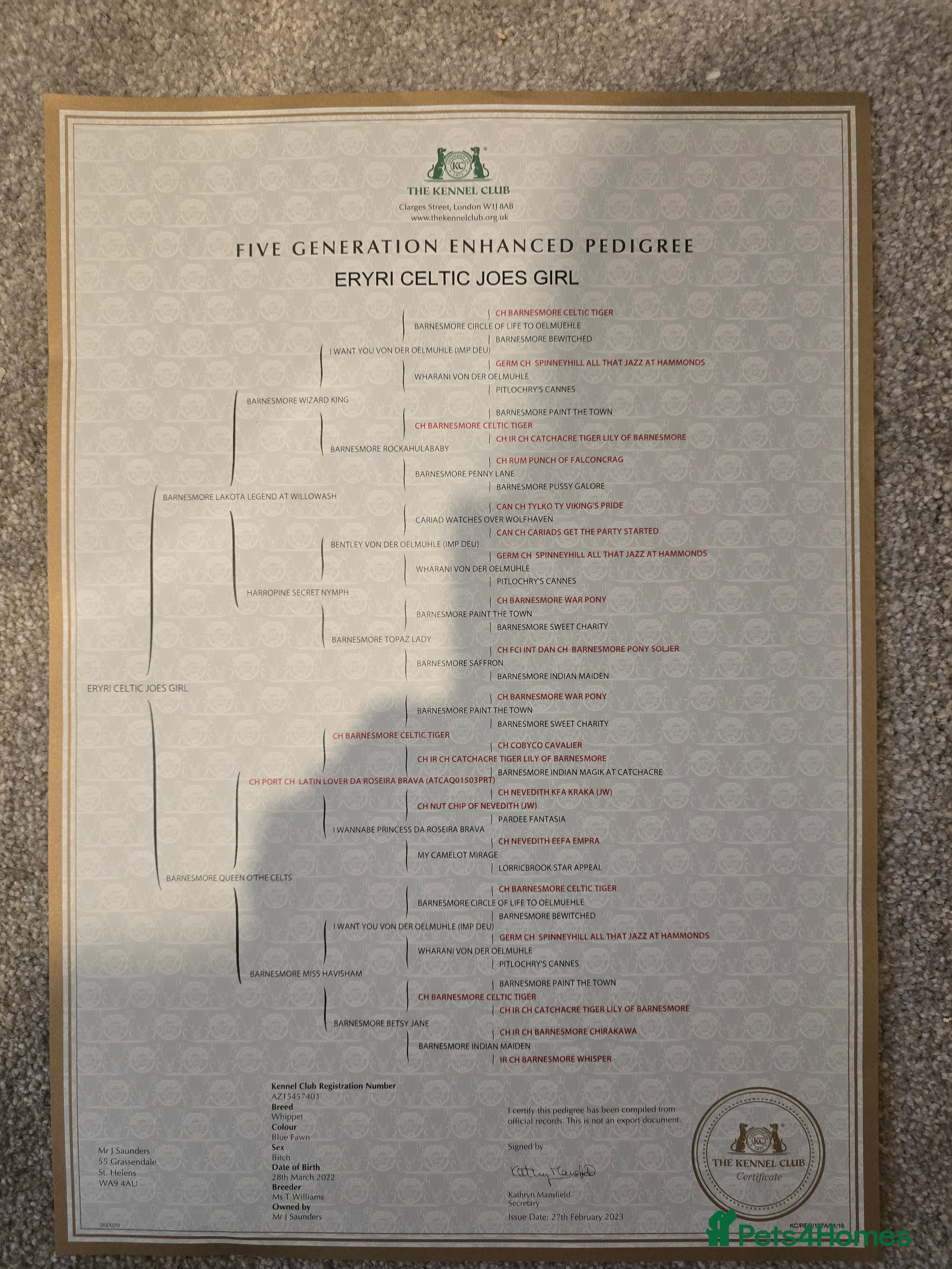 Whippet dogs CHAMPION SHOW BLOOD KC WHIPPET PUPS - Advert 1