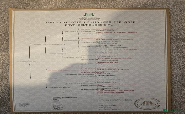 Whippet dogs CHAMPION SHOW BLOOD KC WHIPPET PUPS - Advert 13