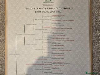 Whippet dogs CHAMPION SHOW BLOOD KC WHIPPET PUPS - Advert 11