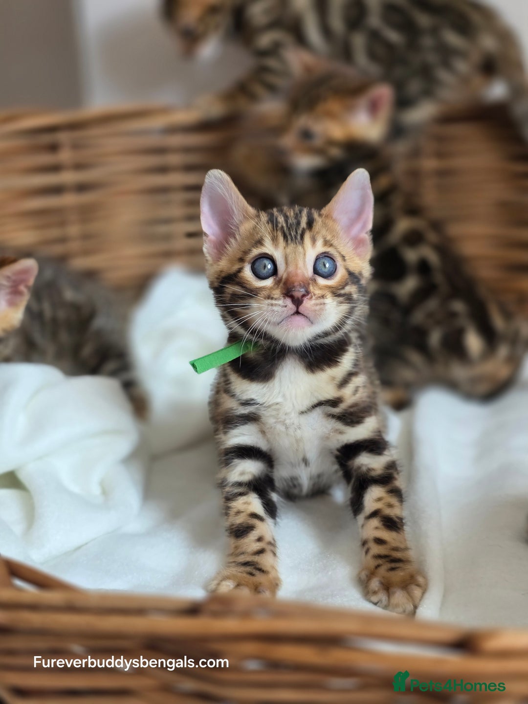 Bengal cats for sale: Gorgeous Pedigree Bengal Kittens  - Image 4