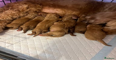 Cockapoo dogs - Advert 6