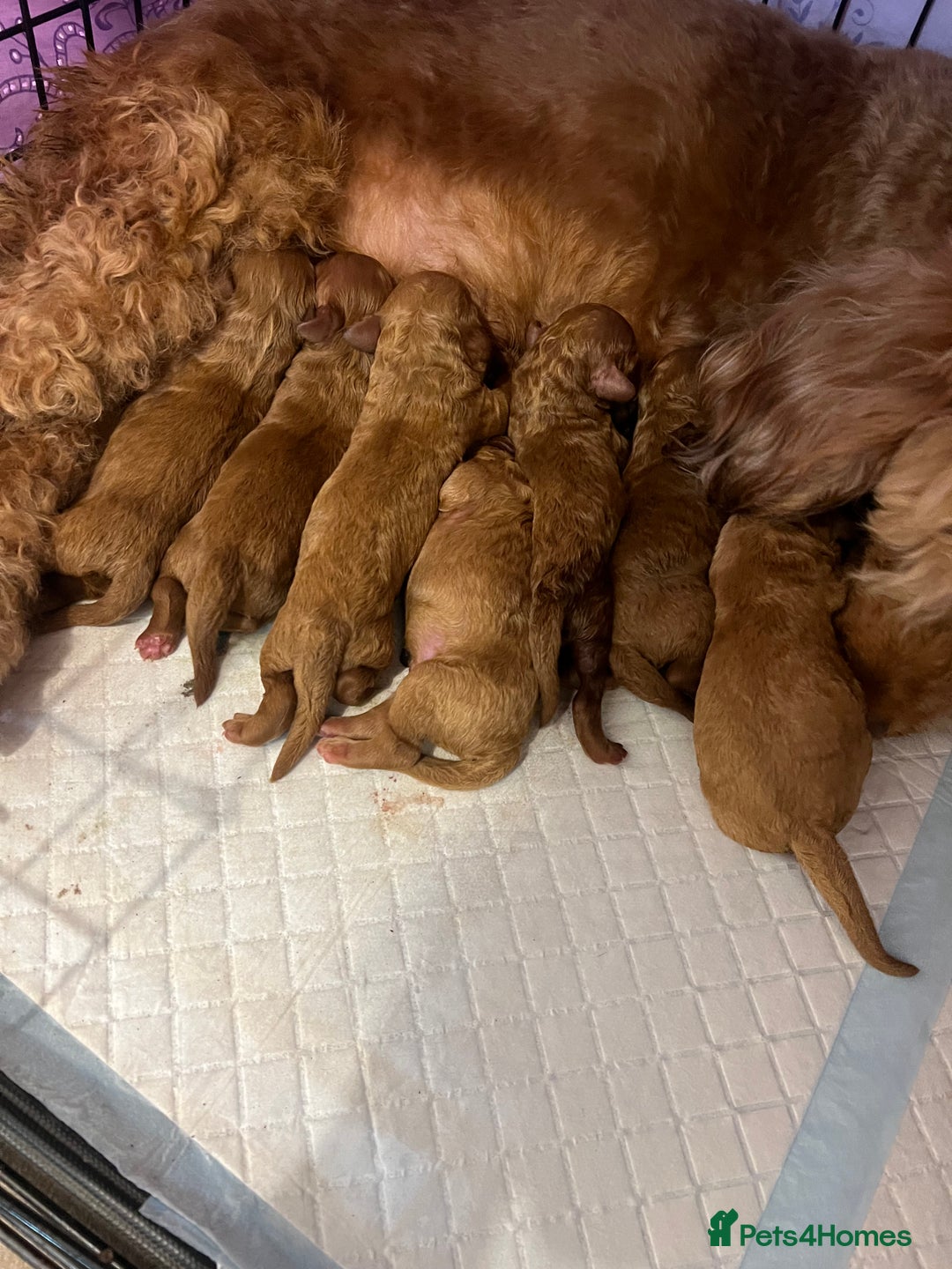 Cockapoo dogs for sale: Beautiful cockapoos  - Image 3