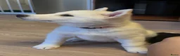 Siberian Husky dogs for sale: Beautiful Siberian husky puppies - Advert 11
