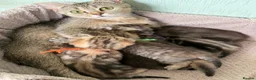 British Longhair cats for sale: British short/longhair odd/blue eyed kittens  - Advert 24