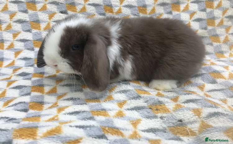 Mini Lop rabbits - Advert 2