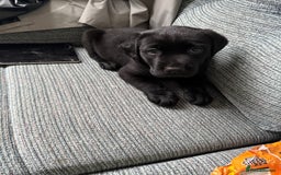 Labrador Retriever dogs for sale:  *READY TO LEAVE* Chunky show  labrador retreivers - Image 8