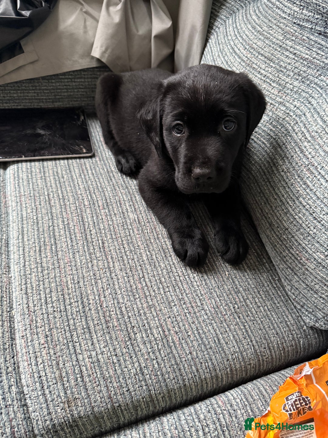 Labrador Retriever dogs for sale:  *READY TO LEAVE* Chunky show  labrador retreivers - Image 8