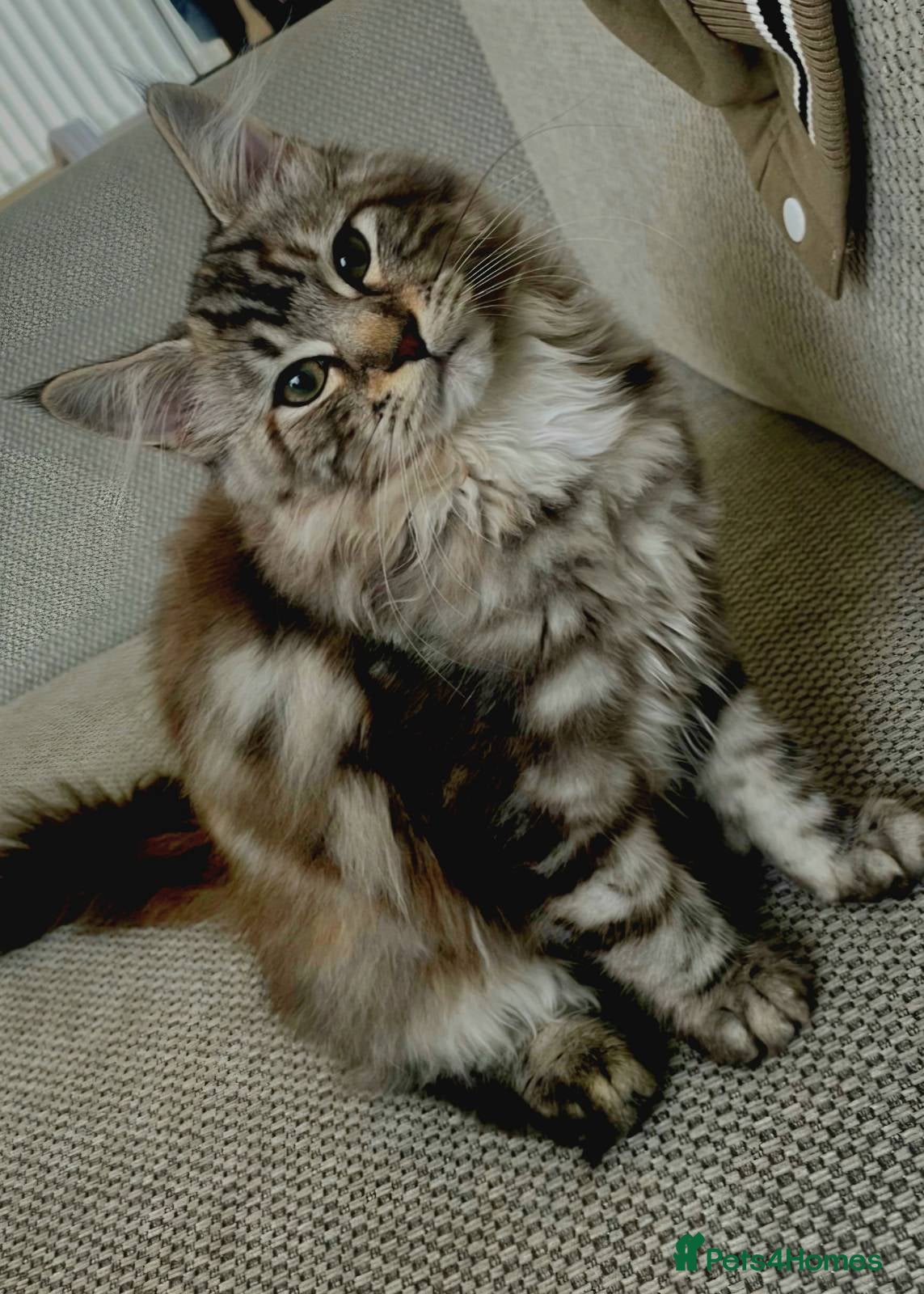 Mixed Breed cats Bella - Advert 2