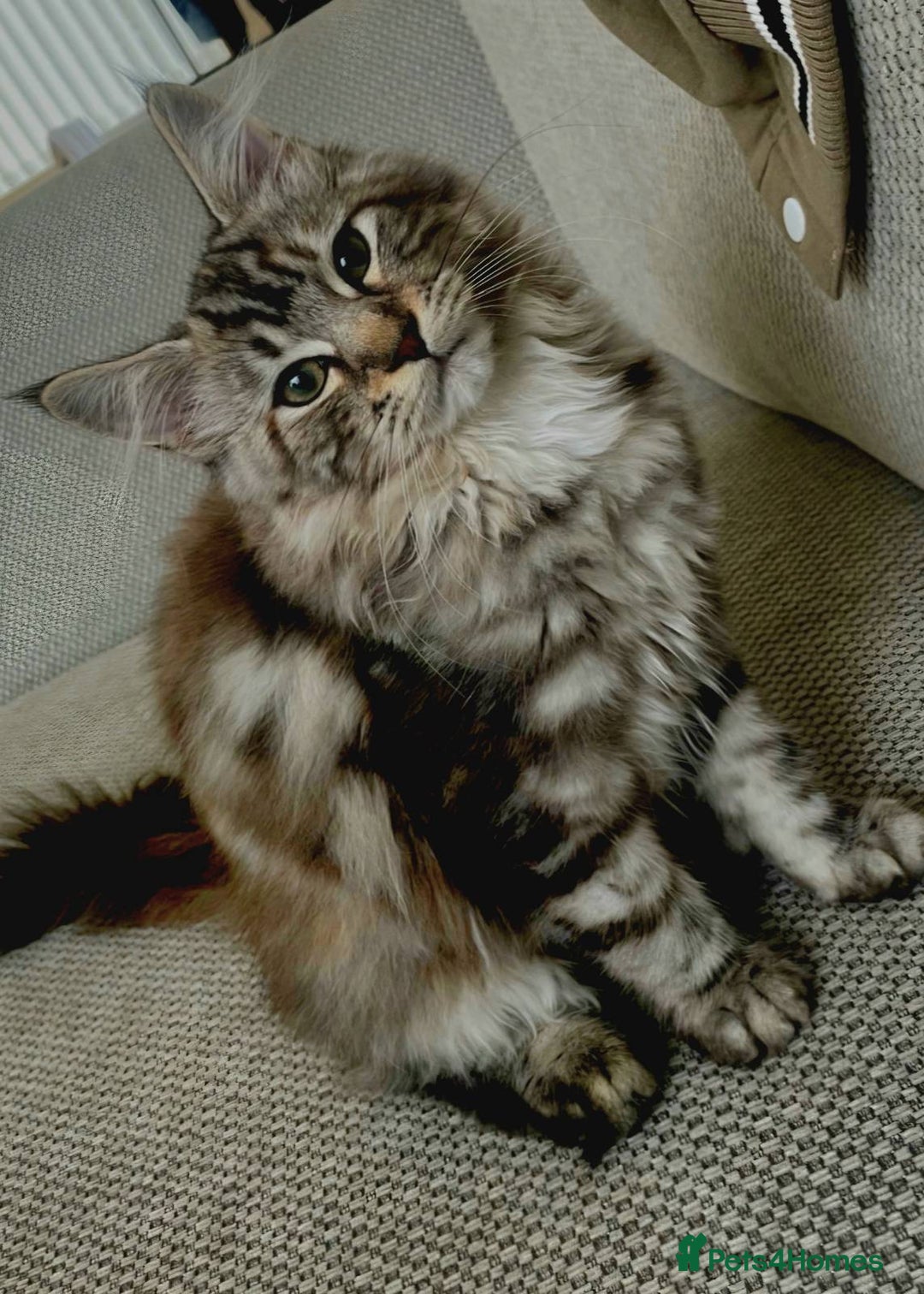 Mixed Breed cats for sale: Bella - Advert 1