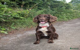 Sprocker dogs for stud: Billie the sprocker for stud - Image 2