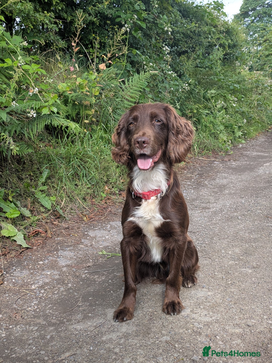 Sprocker dogs for stud: Billie the sprocker for stud - Image 2
