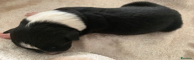 Border Collie Puppy 6
