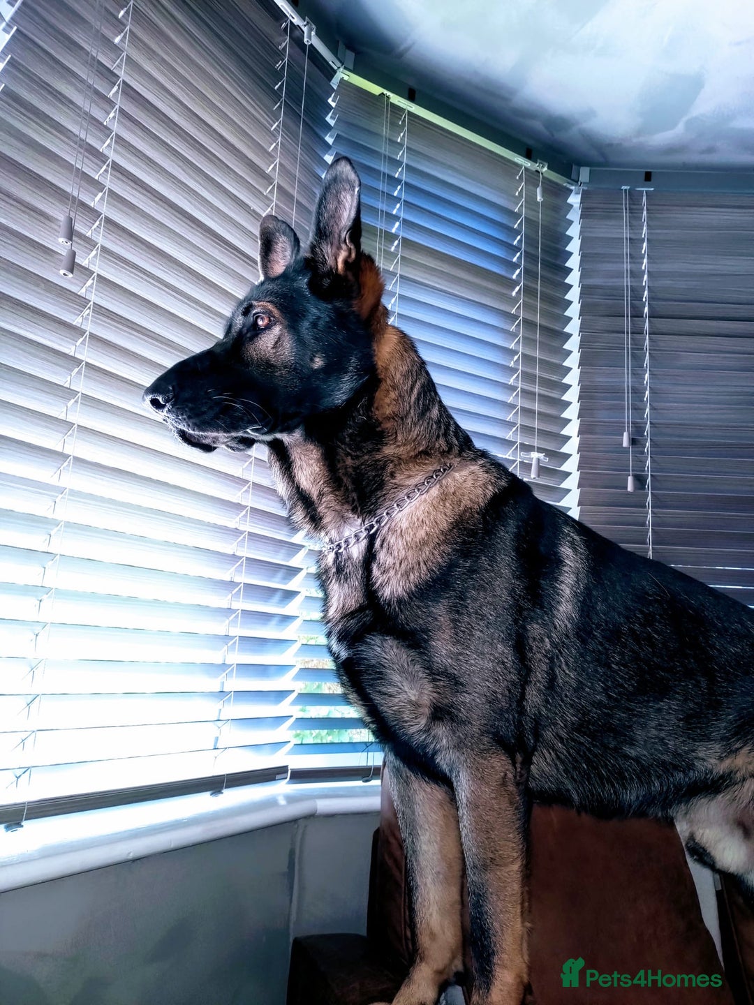 German Shepherd dogs for stud: Czech 🇨🇿 line german shepherd straight back stud - Image 2