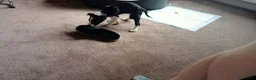Border Collie dogs for sale: Kevin Smith in Lincoln - Advert 5