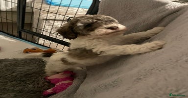 Cockapoo dogs - Advert 5