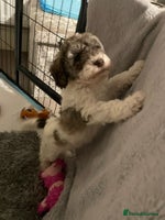 Cockapoo dogs - Advert 5