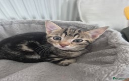 Mixed Breed cats for sale: 4 adorable kittens - Image 5