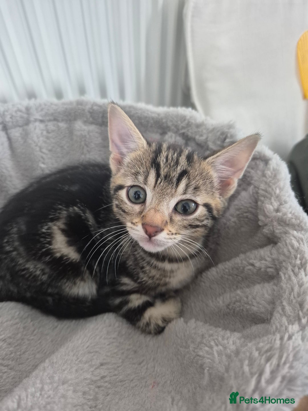 Mixed Breed cats for sale: 4 adorable kittens - Image 5