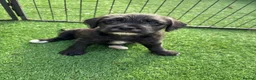 Mixed Breed dogs for sale: 🐾 Beautiful French Bulldog × Cockapoo Puppies 🐾 - Advert 7