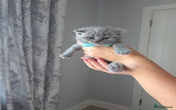British Shorthair cats for sale: BRITISH SHORTHAIR KITTENS  - Image 15