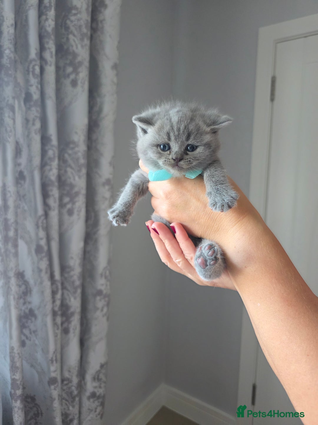 British Shorthair cats for sale: BRITISH SHORTHAIR KITTENS  - Image 15