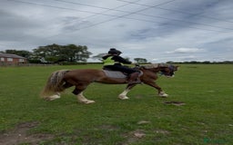 Welsh Section D horses for sale: 🌟 Gorgeous – Quality Welsh Section D – 14.2hh 🌟 - Image 6