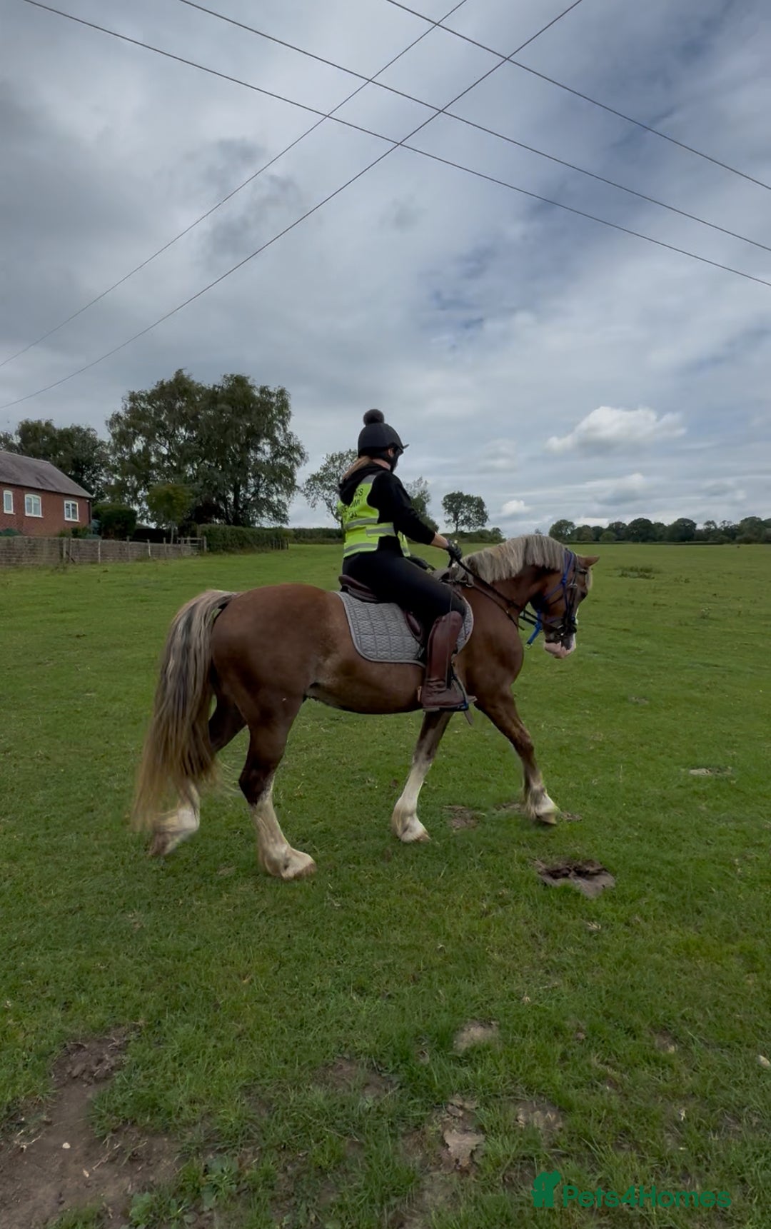 Welsh Section D horses for sale: 🌟 Gorgeous – Quality Welsh Section D – 14.2hh 🌟 - Image 6