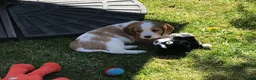 Mixed Breed dogs for sale: Comfort Retriever 5* breeder  in Whitchurch - Advert 15