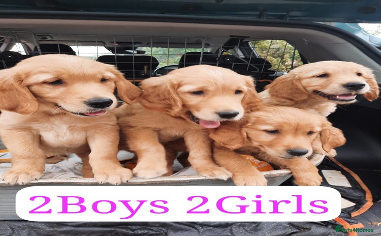 Golden Retriever dogs - Advert 8