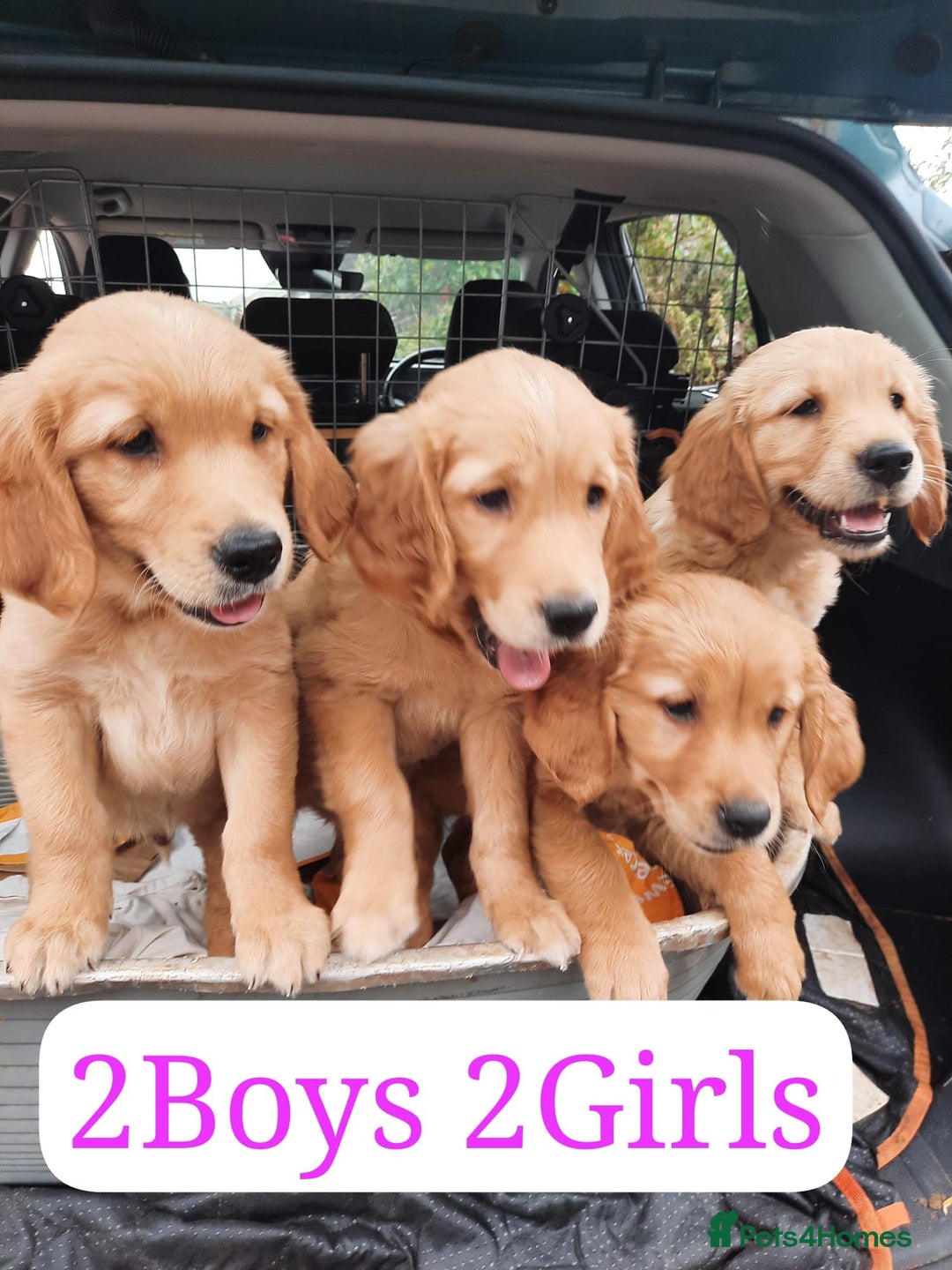 Golden Retriever dogs for sale: Golden Retriever Puppies - Image 1