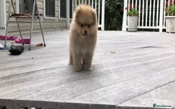 Pomeranian dogs for sale: Pomeranian puppy  - Image 1