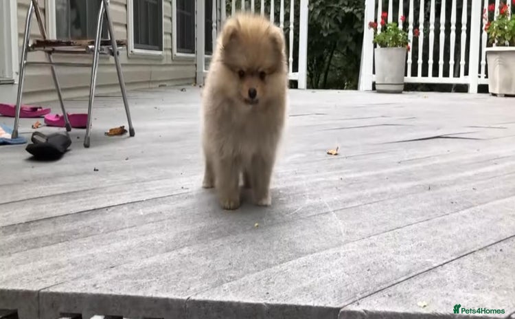 Pomeranian dogs - Advert 2