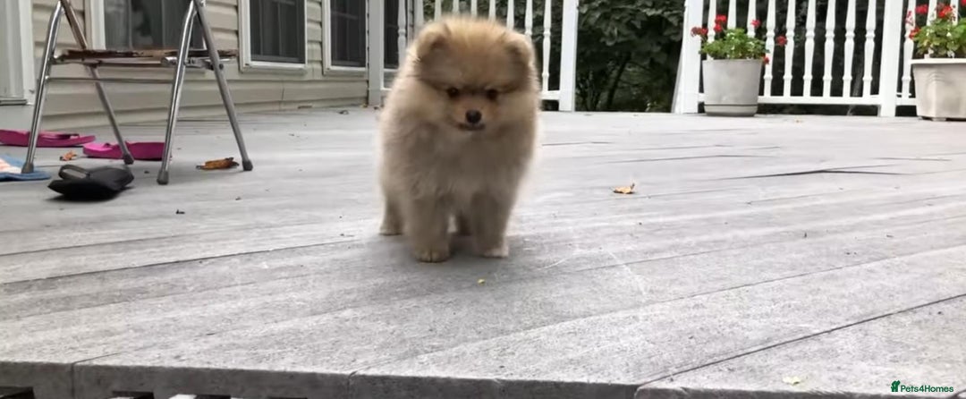Pomeranian dogs for sale: Pomeranian puppy  - Image 1