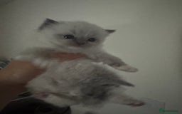 Ragdoll cats for sale: Tica Active Champion blood Ragdoll kittens - Image 13