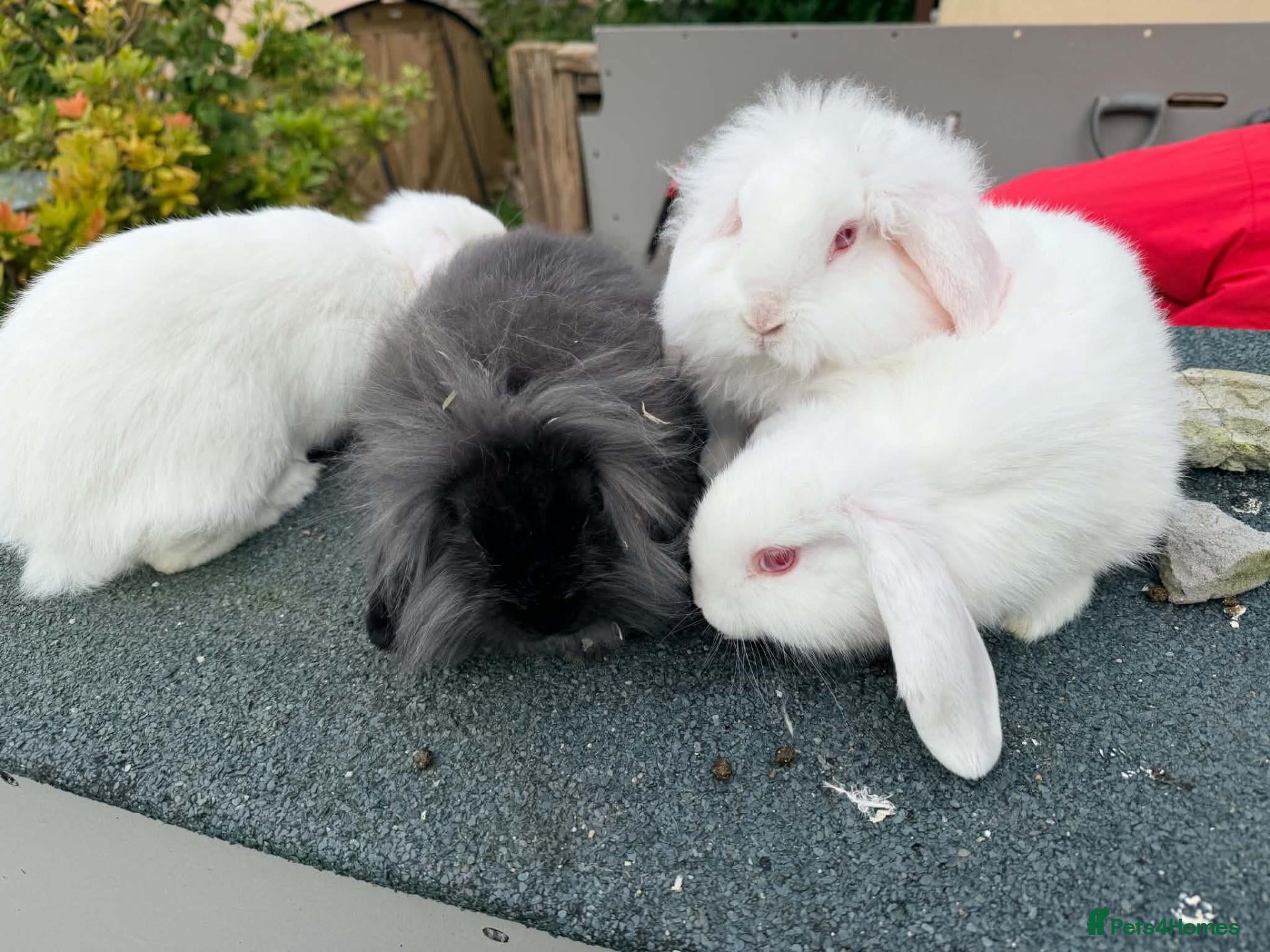 Mixed Breed rabbits 🐰 4 Rabbits for Sale – 12 Weeks Old 🐇 - Advert 20