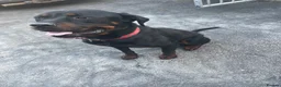 Rottweiler dogs for sale: Rottweiler for rehome in Guildford - Advert 1