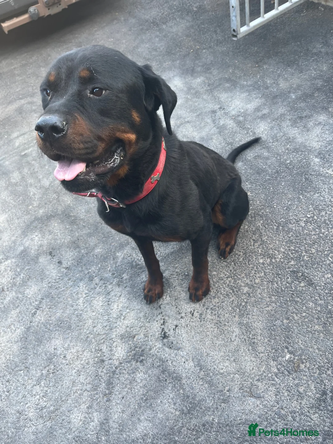 Rottweiler dogs for sale: Rottweiler for rehome in Guildford - Advert 1