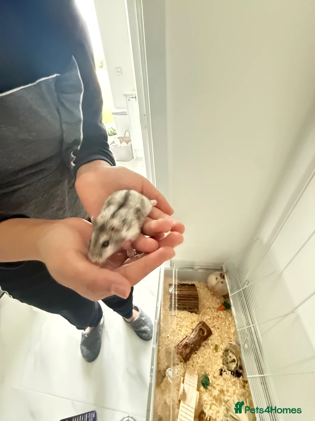 Hamster rodents for sale: Grey hamster  in Keighley - Advert 4