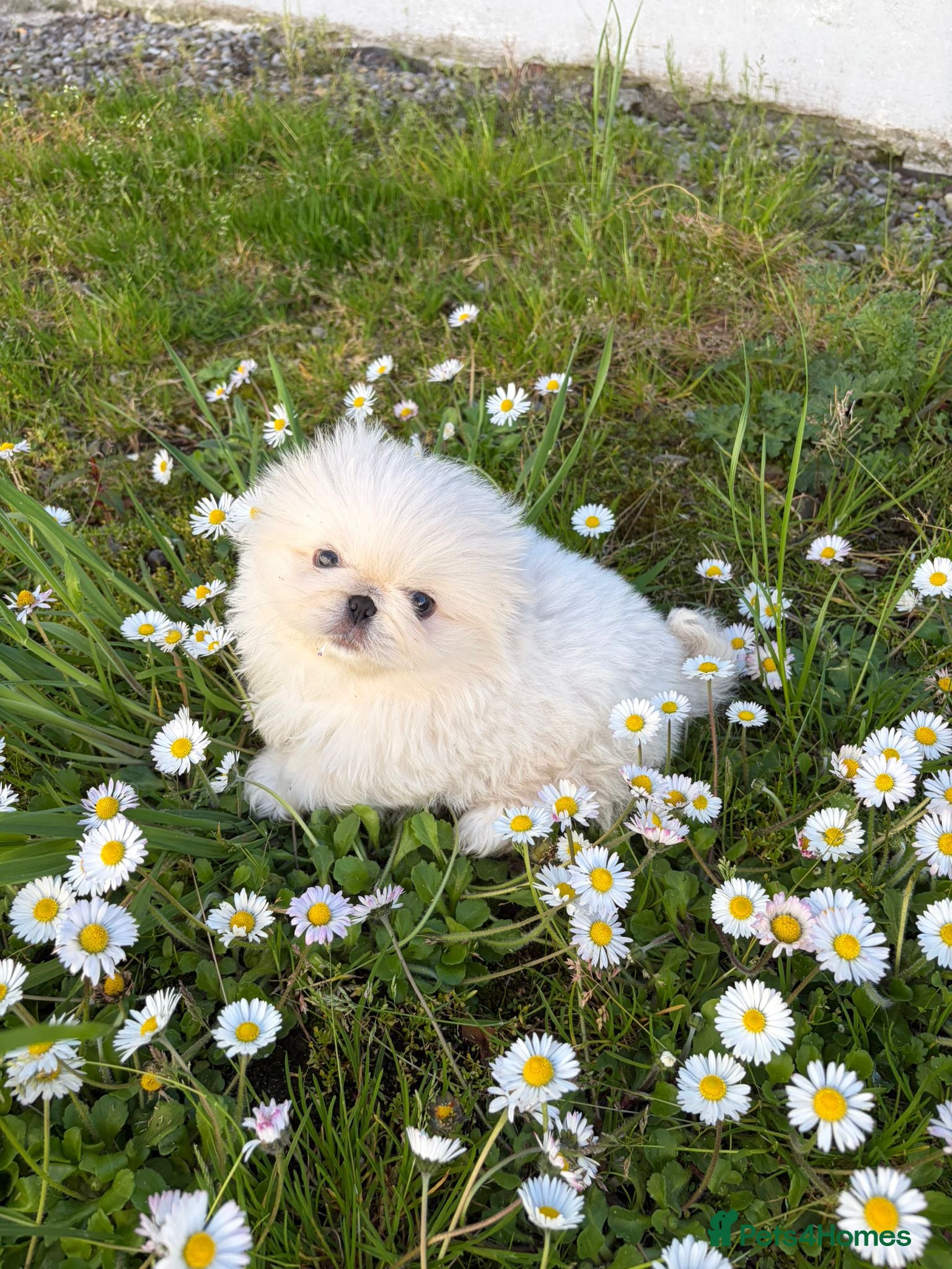 Pekingese dogs for sale: Pekingese puppies  - Advert 3