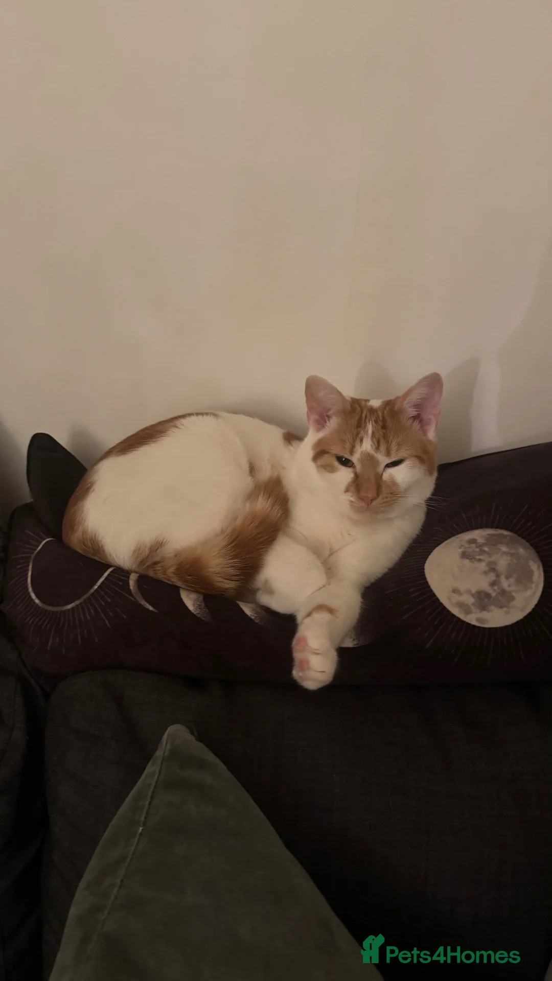 Mixed Breed cats for sale: White and ginger kitten 1yr - Advert 2