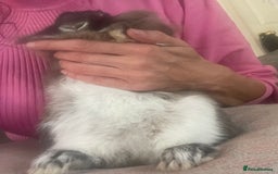 Lionhead rabbits for sale: Netherland Dwarf / Miniture Lionhead baby buck - Image 5