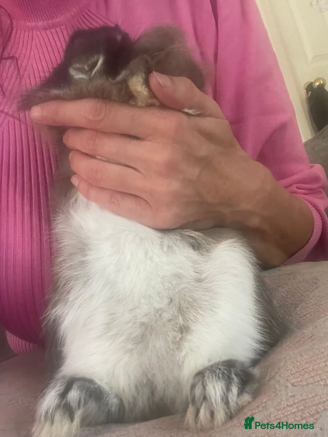 Lionhead rabbits for sale: Netherland Dwarf / Miniture Lionhead baby buck - Image 5