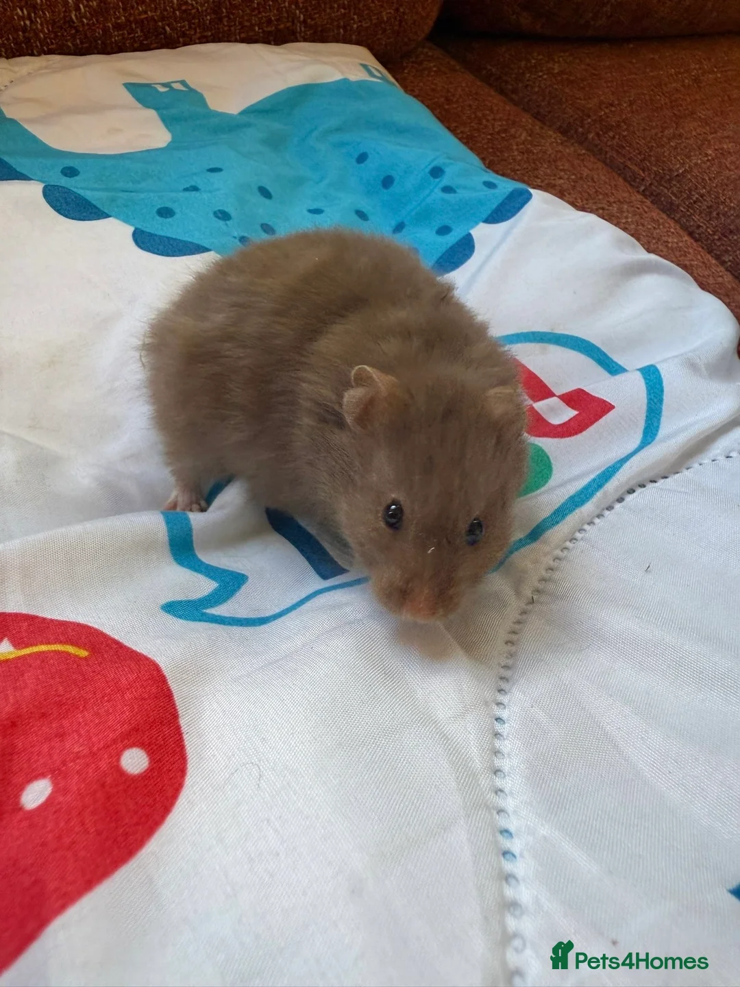 Hamster rodents for sale: Female Syrian hamsters  - Advert 4
