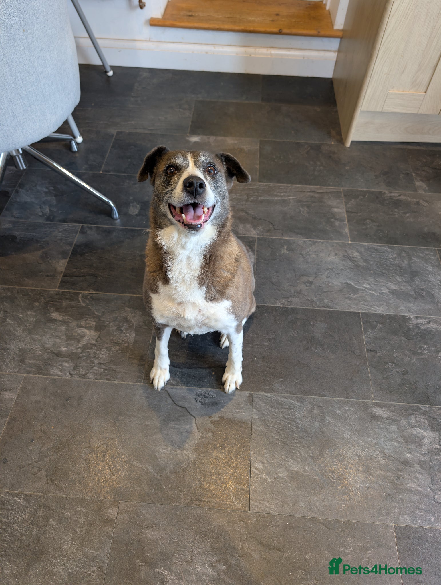Mixed Breed dogs Rehome - Advert 2