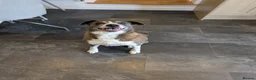 Mixed Breed dogs for sale: Rehome - Advert 1